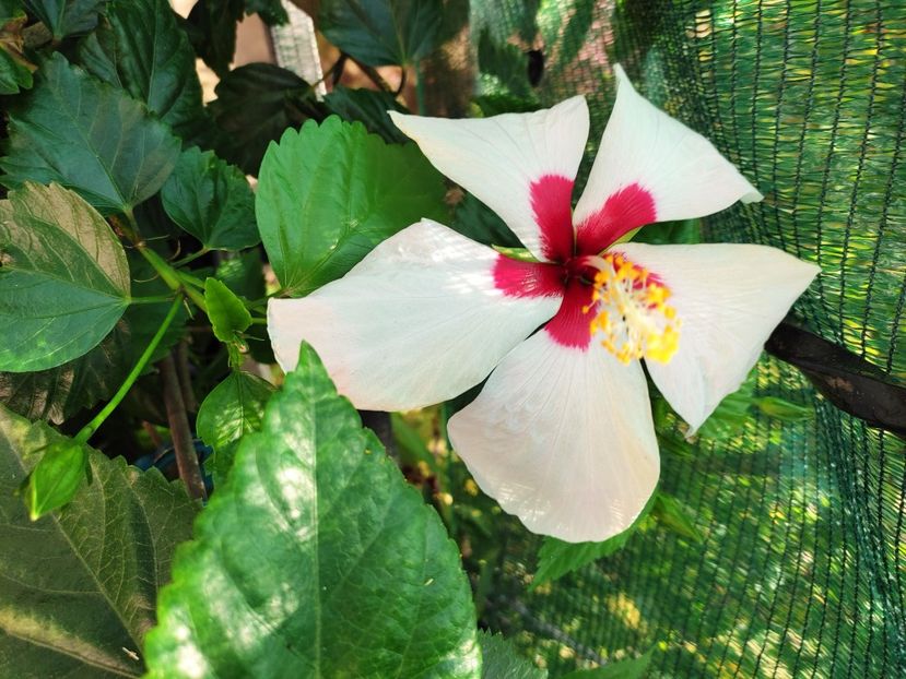  - Hibiscus 2021 -1