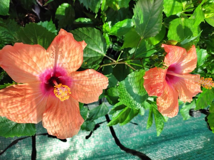  - Hibiscus 2021 -1