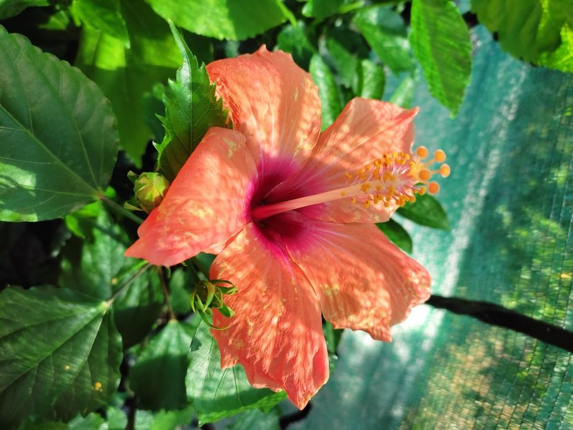  - Hibiscus 2021 -1