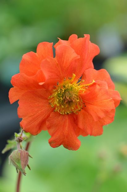 Geum 'Dolly North' - Geum