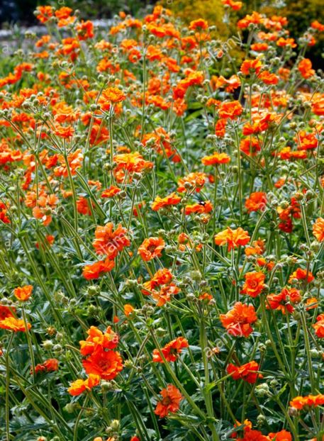 Geum 'Dolly North' - Geum