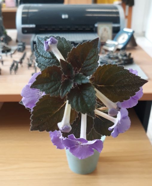  - R21 - BRID s SOMMERREGEN