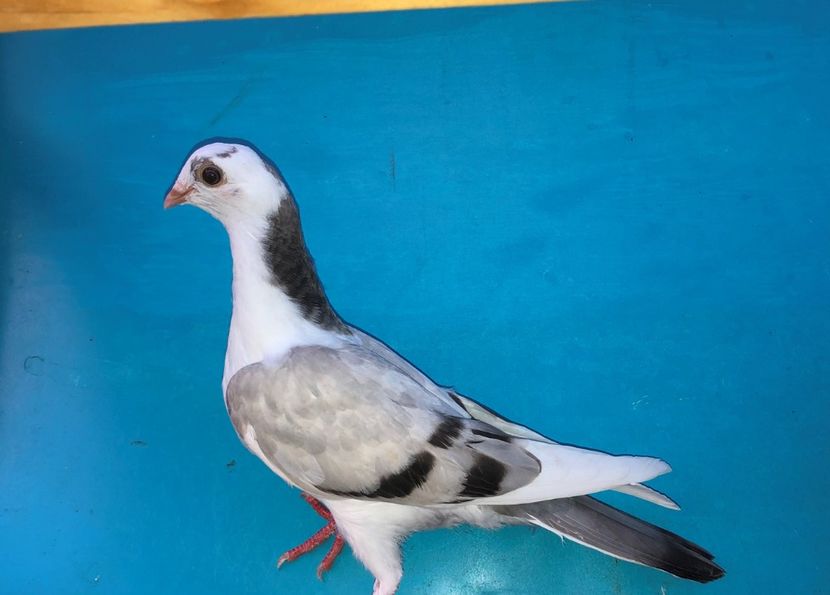 12413  femelă  2021 - Plecați ALBUM 3