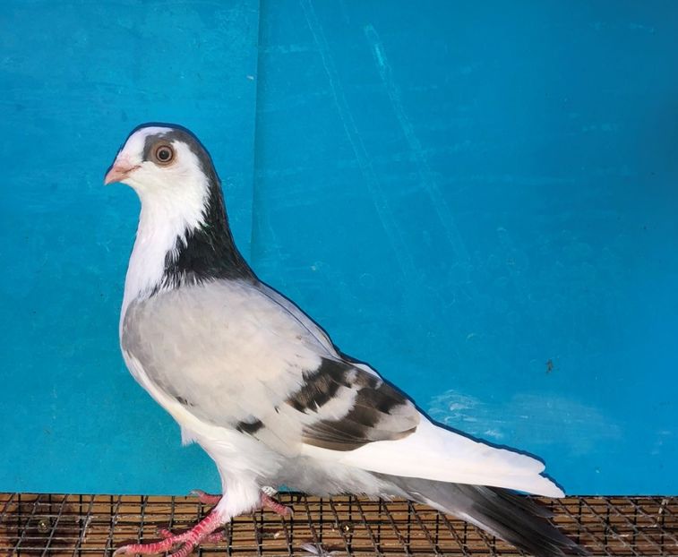 12295  mascul  2021 - Plecați ALBUM 3