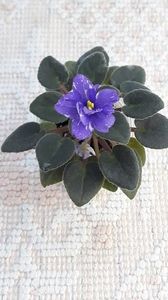 29 iun - N Mlechniy Put