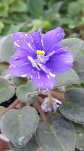 29 iun - N Mlechniy Put