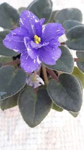 29 iun - N Mlechniy Put