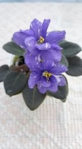 5 iul - N Mlechniy Put