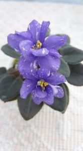 5 iul - N Mlechniy Put