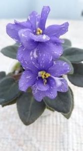 5 iul - N Mlechniy Put