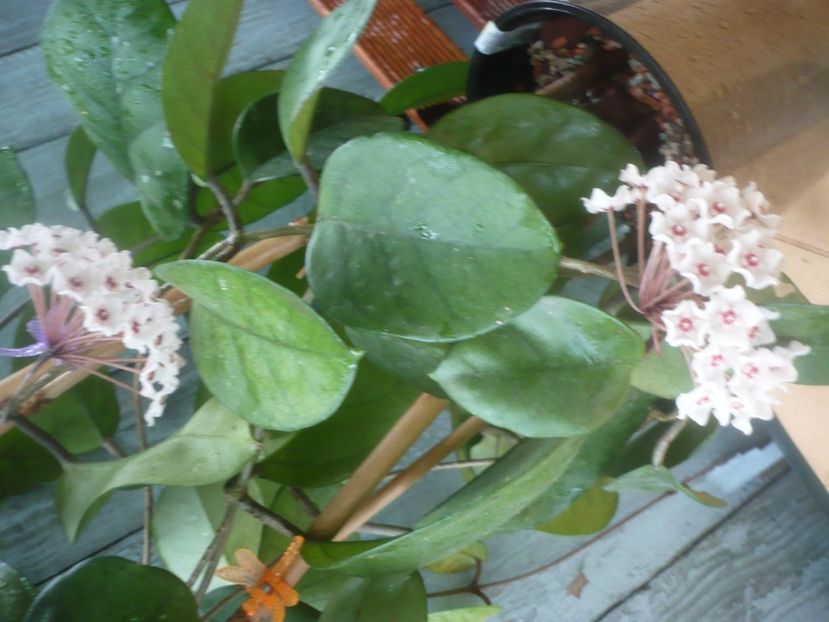 P1490191 - HOYA 2021-1