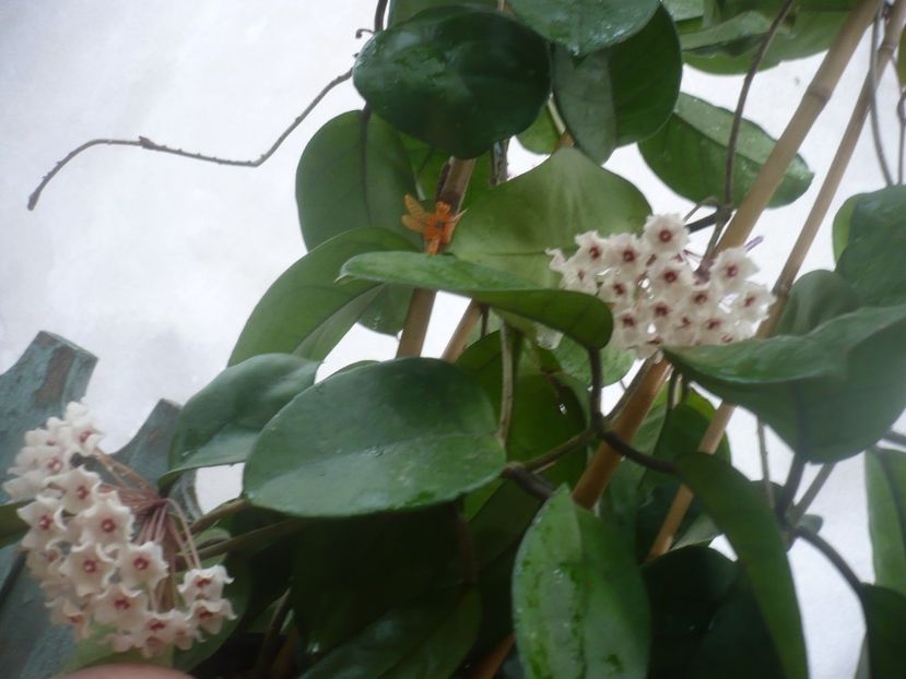 P1490192 - HOYA 2021-1