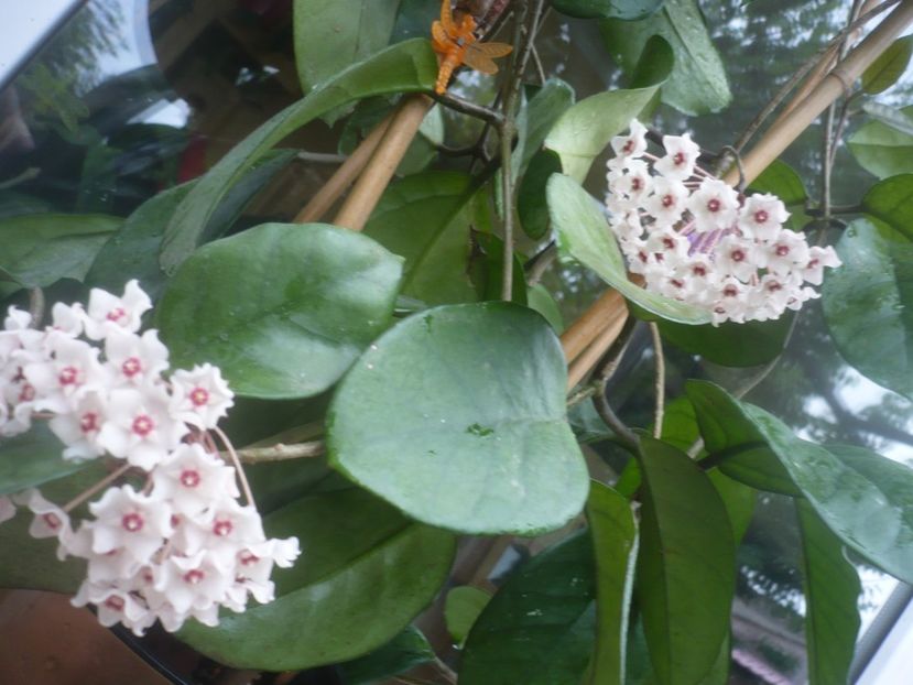 P1490193 - HOYA 2021-1