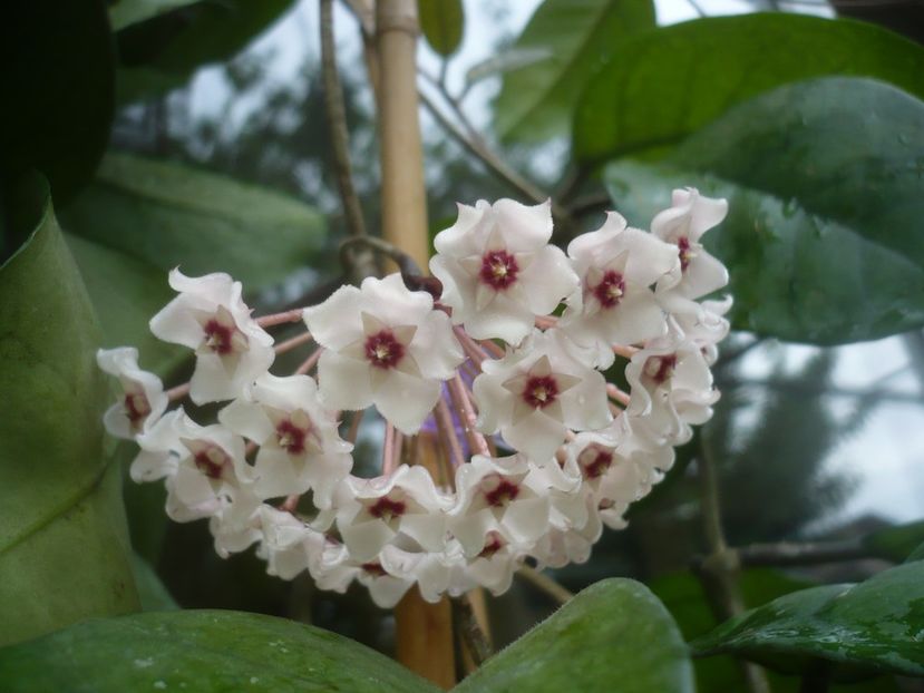 P1490194 - HOYA 2021-1
