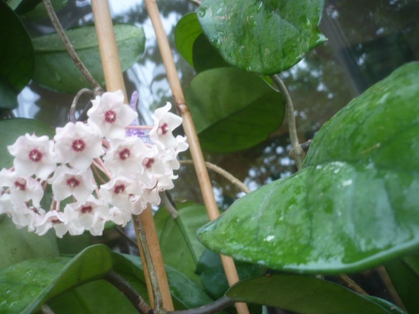 P1490195 - HOYA 2021-1