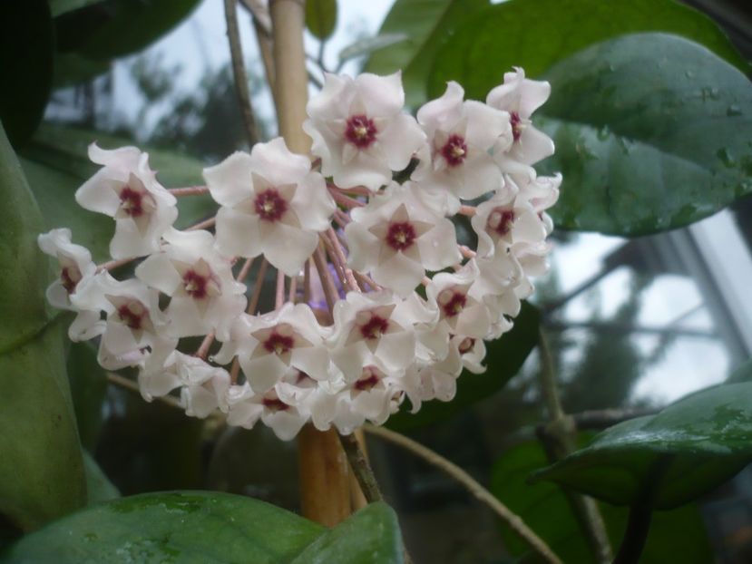 P1490196 - HOYA 2021-1