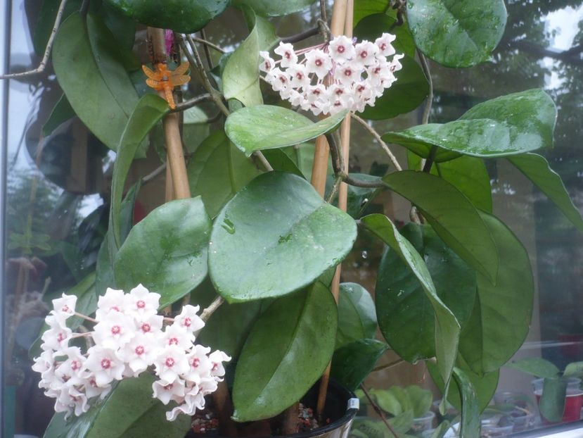 P1490197 - HOYA 2021-1