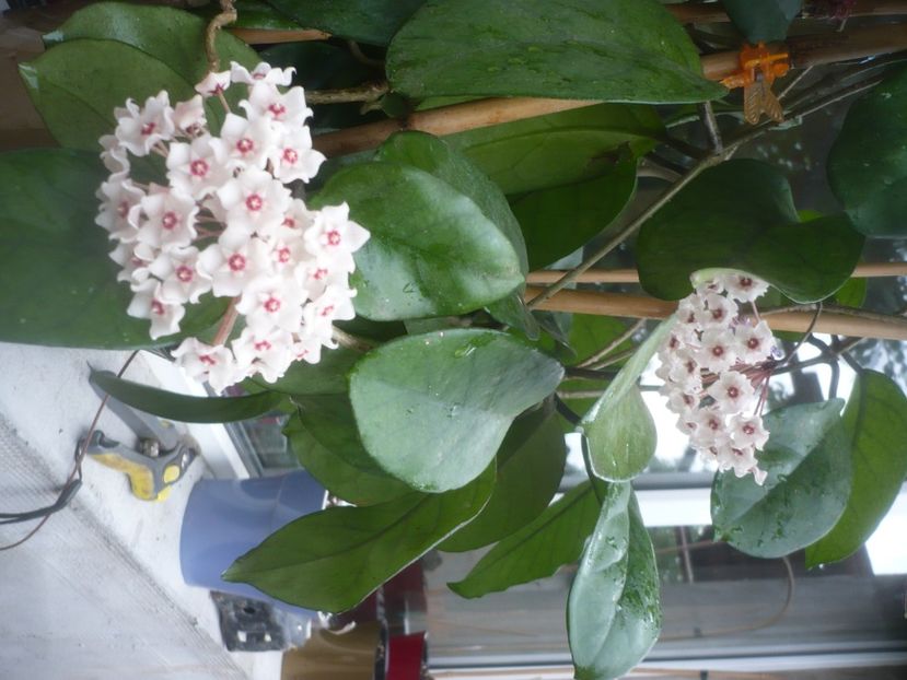 P1490199 - HOYA 2021-1