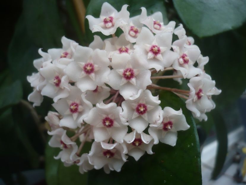 P1490200 - HOYA 2021-1