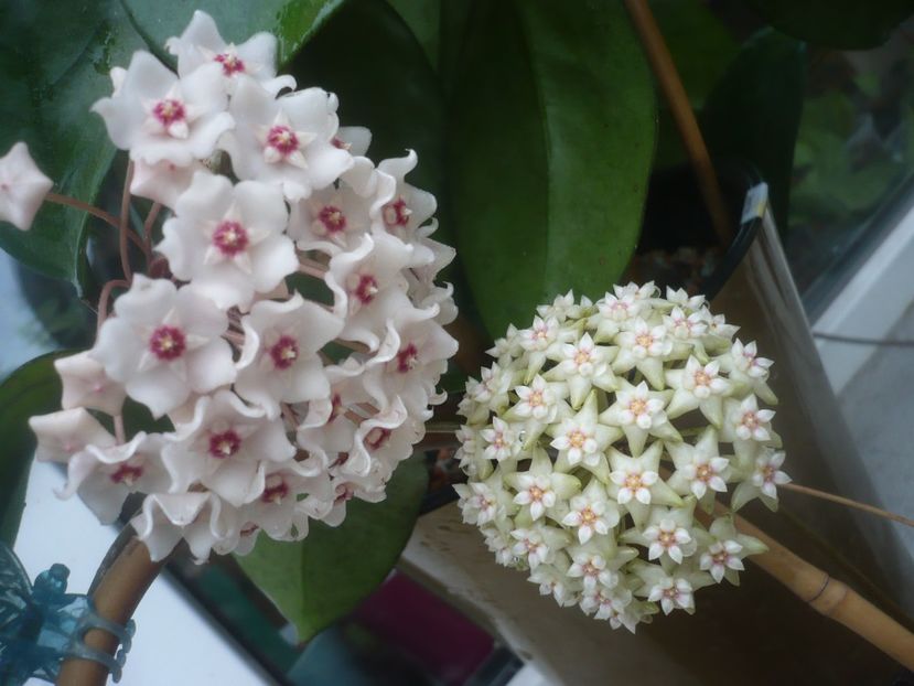 P1490204 - HOYA 2021-1
