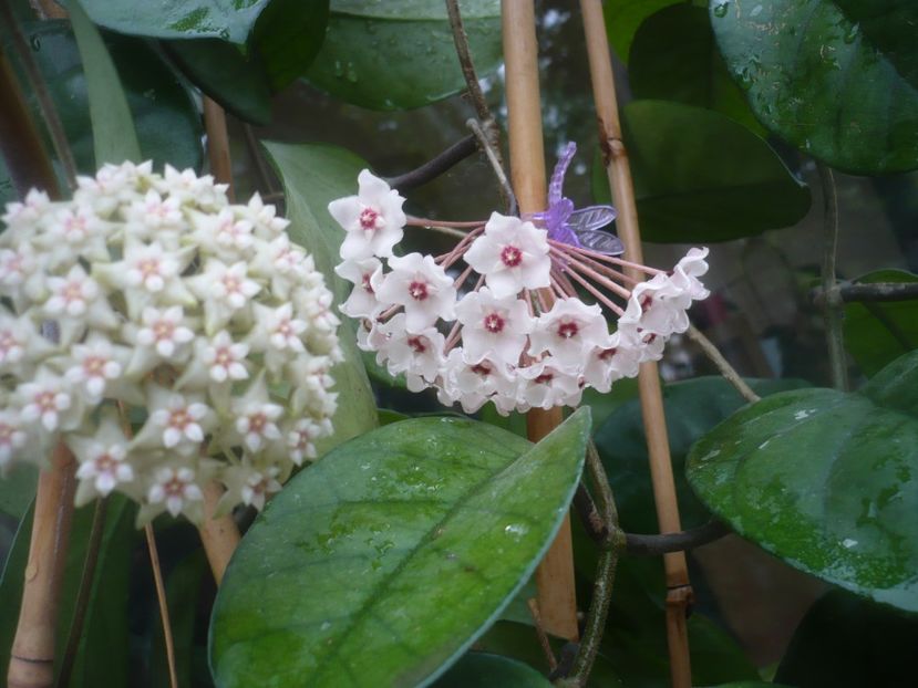 P1490205 - HOYA 2021-1