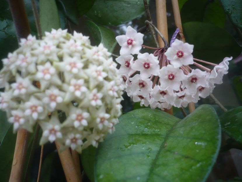 P1490206 - HOYA 2021-1