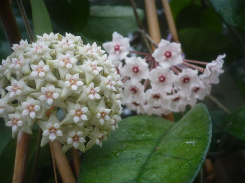 P1490207 - HOYA 2021-1