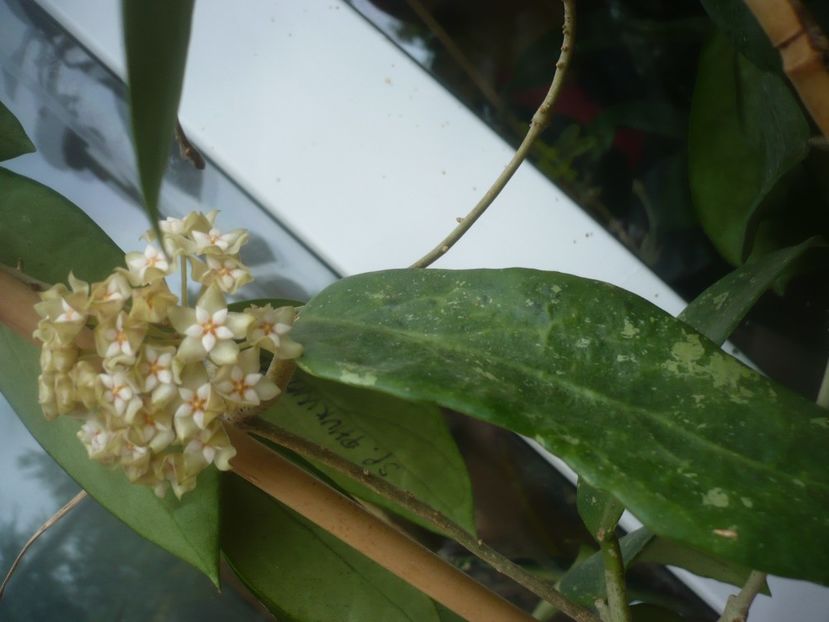 P1490209 - HOYA 2021-1