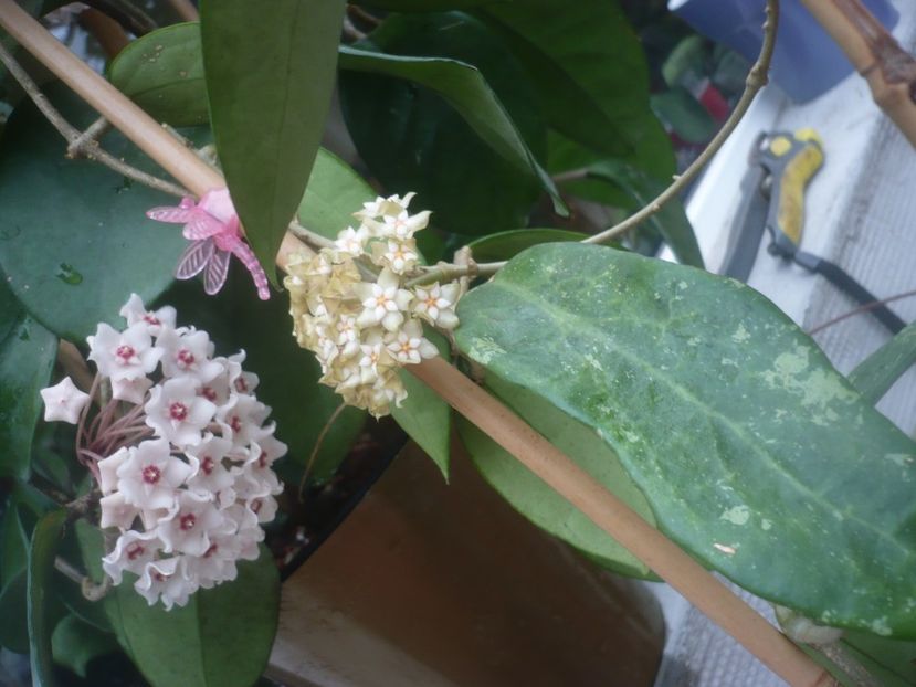 P1490210 - HOYA 2021-1