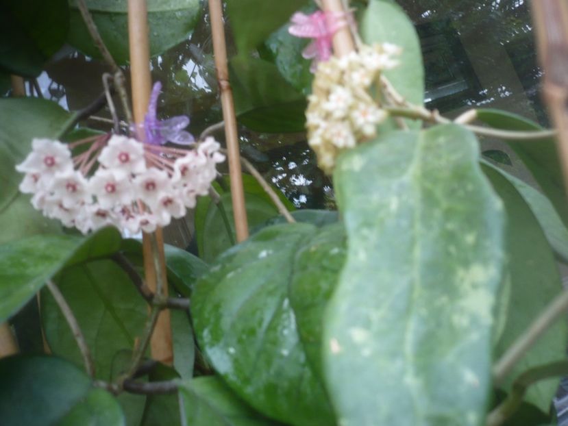 P1490213 - HOYA 2021-1