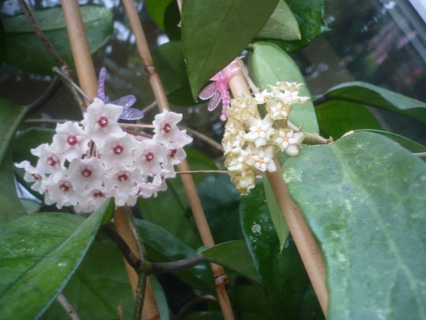 P1490215 - HOYA 2021-1