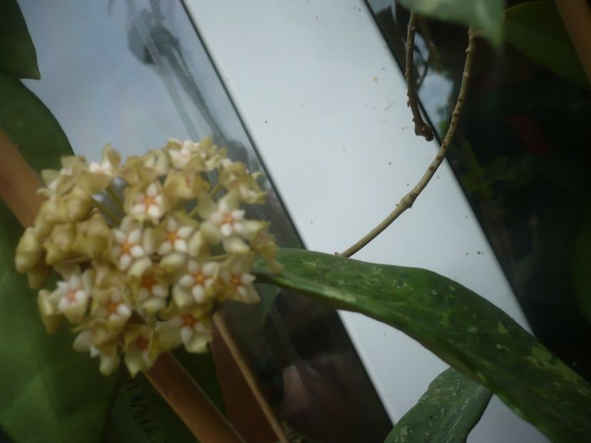 P1490217 - HOYA 2021-1