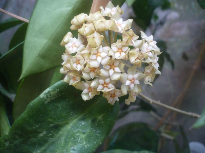 P1490221 - HOYA 2021-1