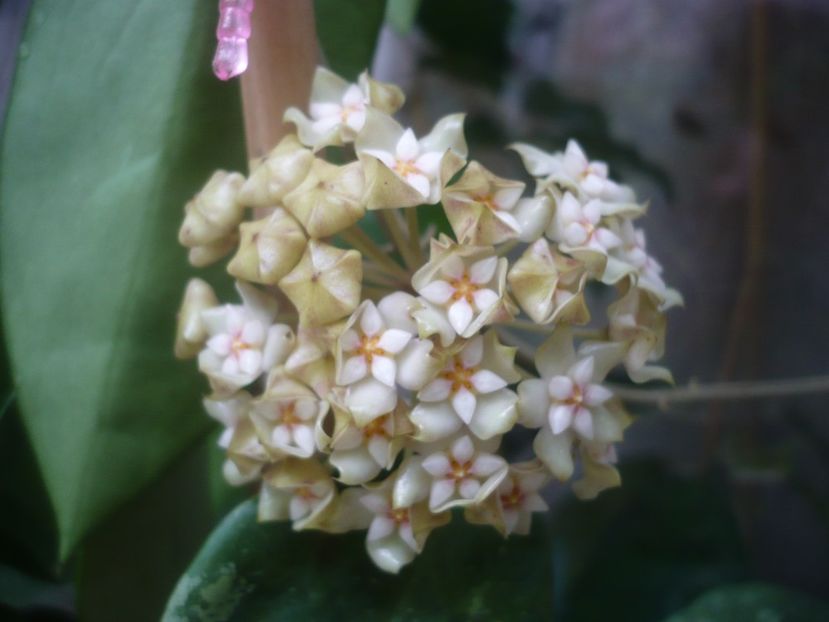 P1490222 - HOYA 2021-1