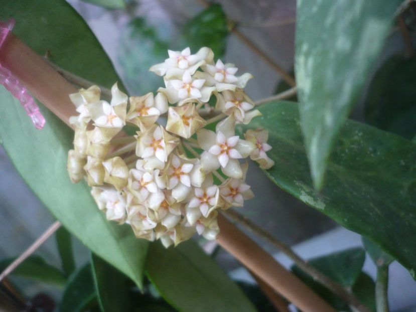 P1490223 - HOYA 2021-1