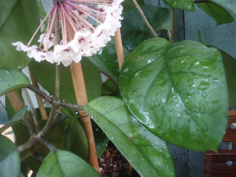 P1490185 - HOYA 2021-1