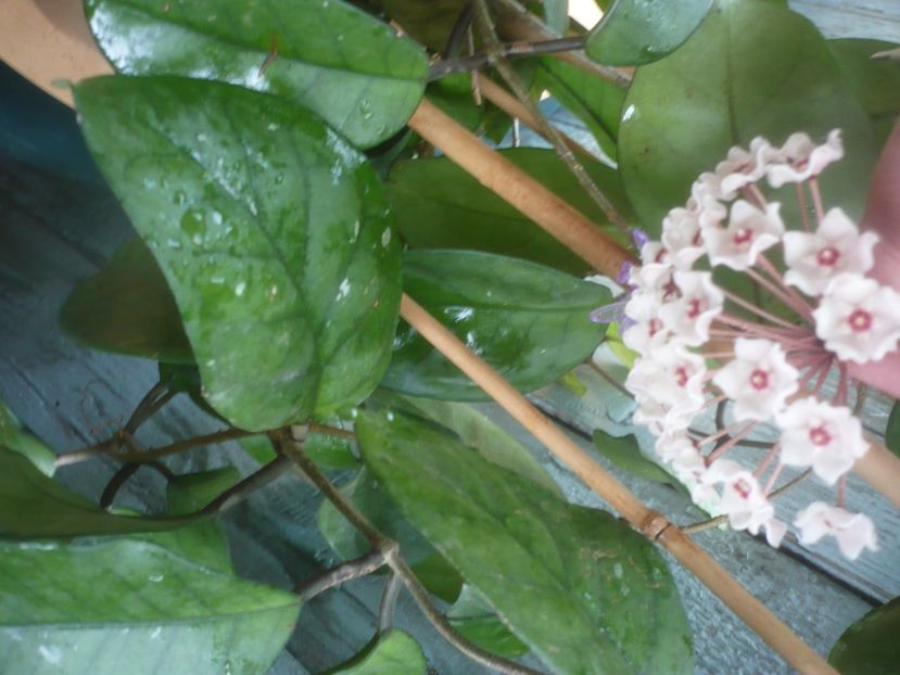 P1490186 - HOYA 2021-1