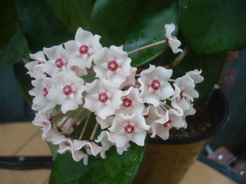 P1490187 - HOYA 2021-1