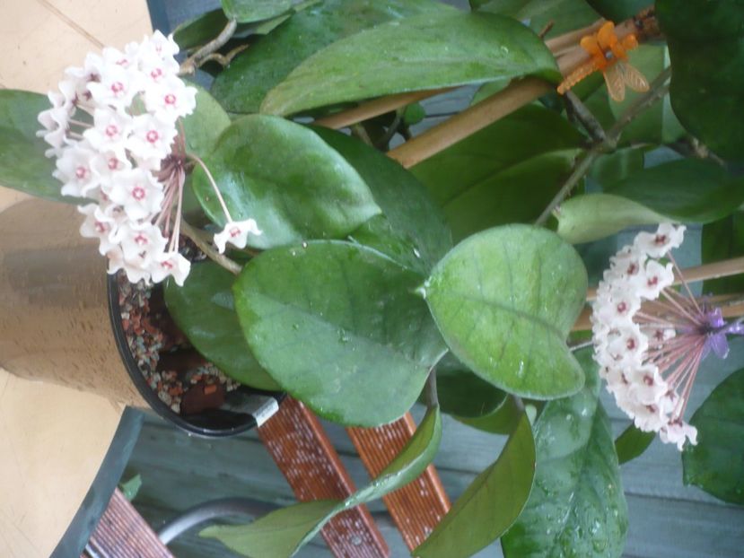 P1490188 - HOYA 2021-1