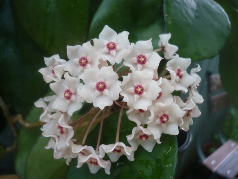 P1490189 - HOYA 2021-1