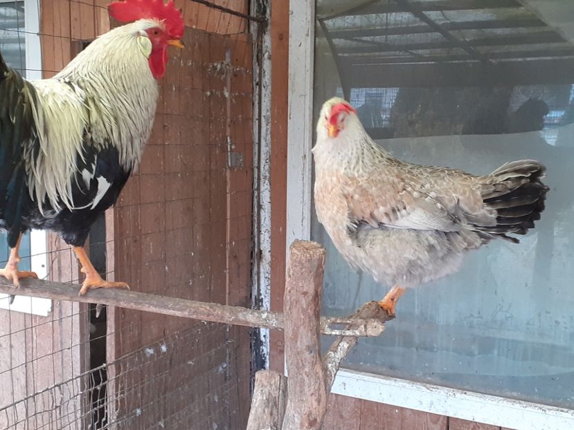  - De vînzare găini italiene 2021