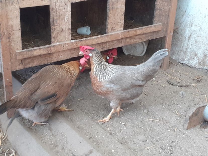  - De vînzare găini italiene 2021