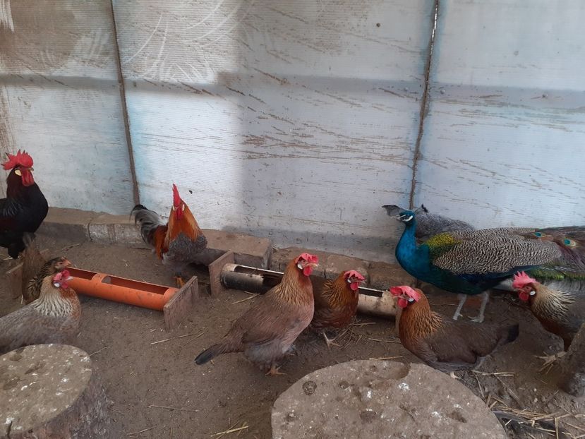  - De vînzare găini italiene 2021