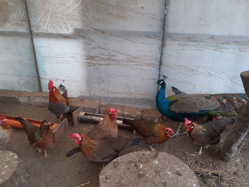  - De vînzare găini italiene 2021