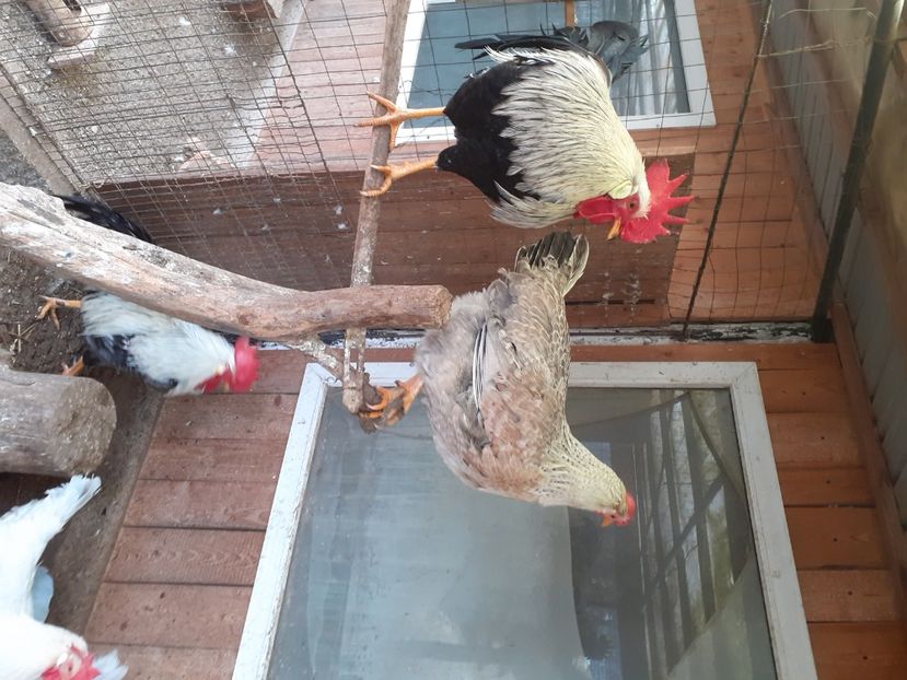  - De vînzare găini italiene 2021