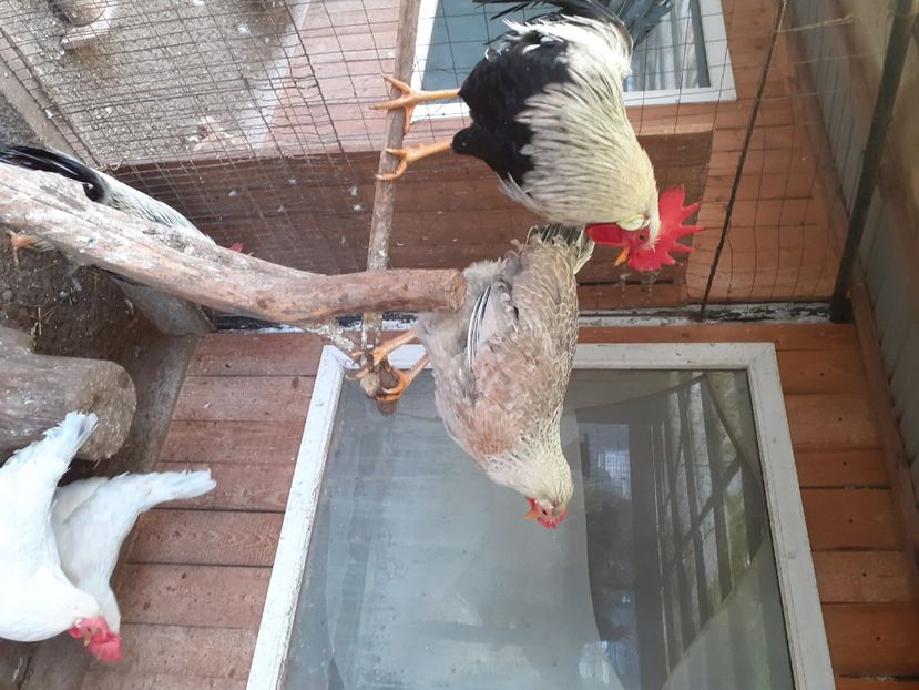  - De vînzare găini italiene 2021