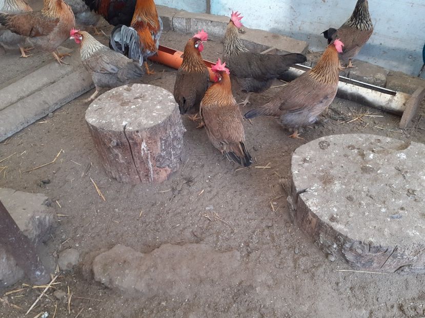  - De vînzare găini italiene 2021