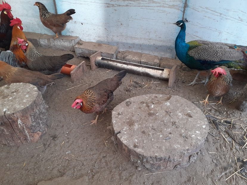  - De vînzare găini italiene 2021