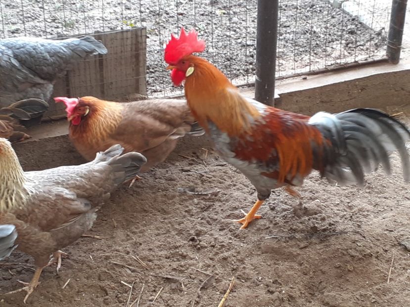  - De vînzare găini italiene 2021