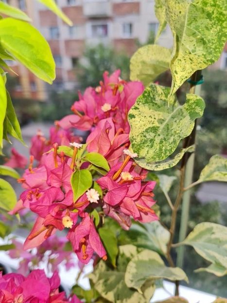 114542593 (1) - Bougainvillea 2021